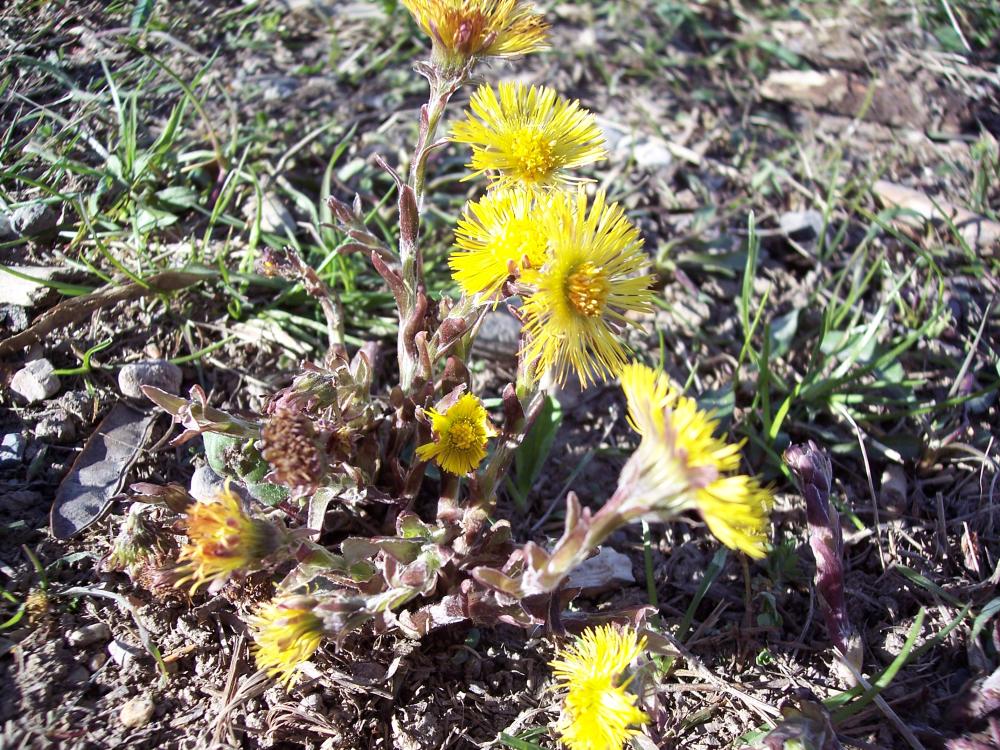Dal parco delle cave di Baggio 22/03/2008